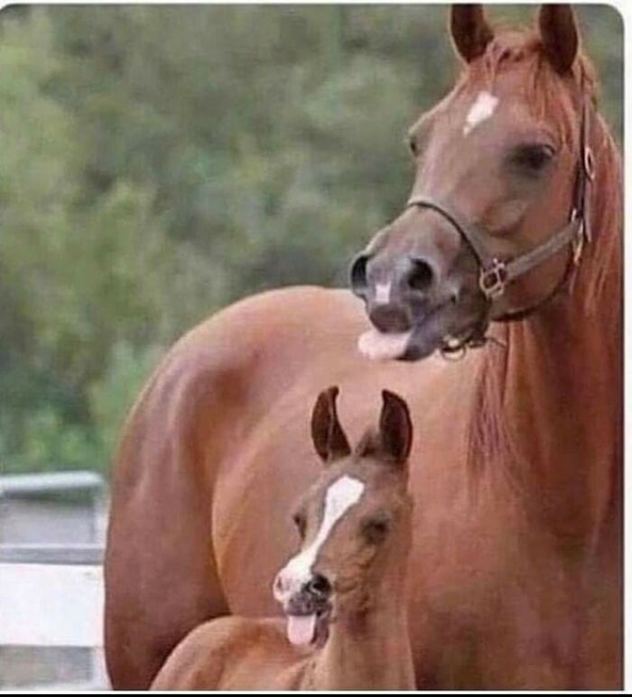 Auranya Gede Banget, 5 Hewan Ini Sukses Curi Perhatian Netizen